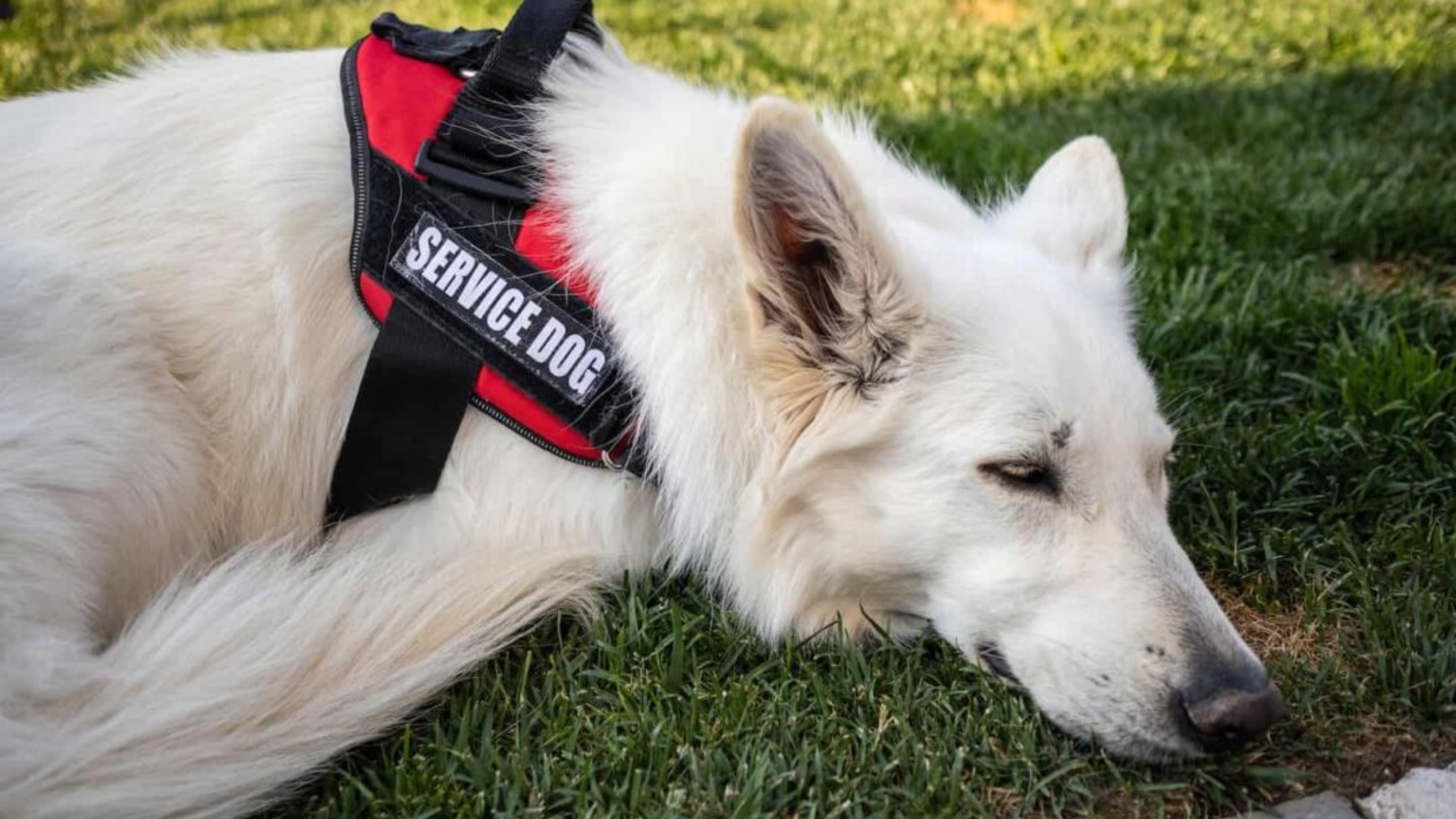 White German Shepherd wearing a red service dog vest lying on grass — example of a trained service dog at rest, highlighting difference between emotional support dogs and real service dogs.